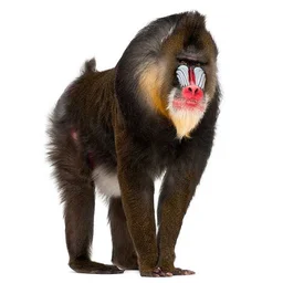Bug Mandril