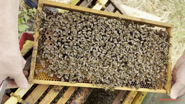 Varroa unter Kontrolle
