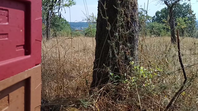 Vespa velutina jagend vor Bienenbeute