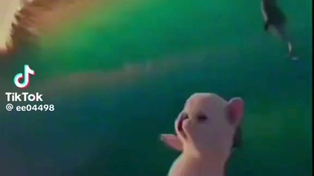cancion de pibble