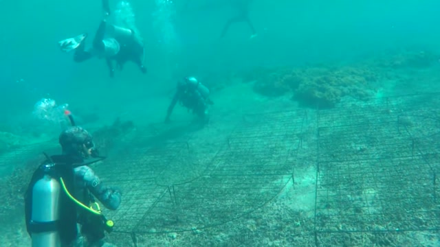 1UP - CORAL REEF