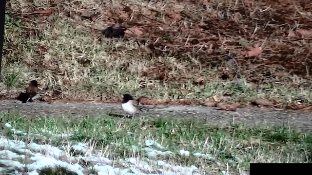 IECV NV #76 - 👀 Dark eyed Junco's And House Sparrows 12-14-2014