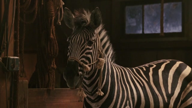 🌟🎬 Бешеные скачки 🏁🦓 (2005) 🎥✨