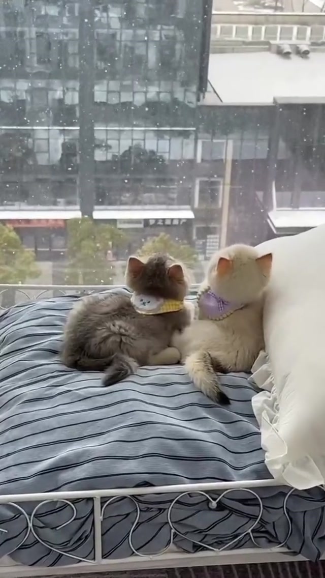 cats