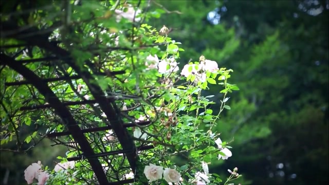 -Lynn Anderson - (I Never Promised You A) Rose Garden -