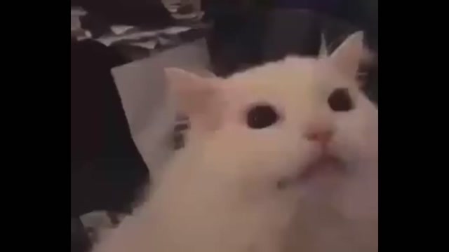 El video de gato blanco más corto de todo dTube (229 milisegundos) 