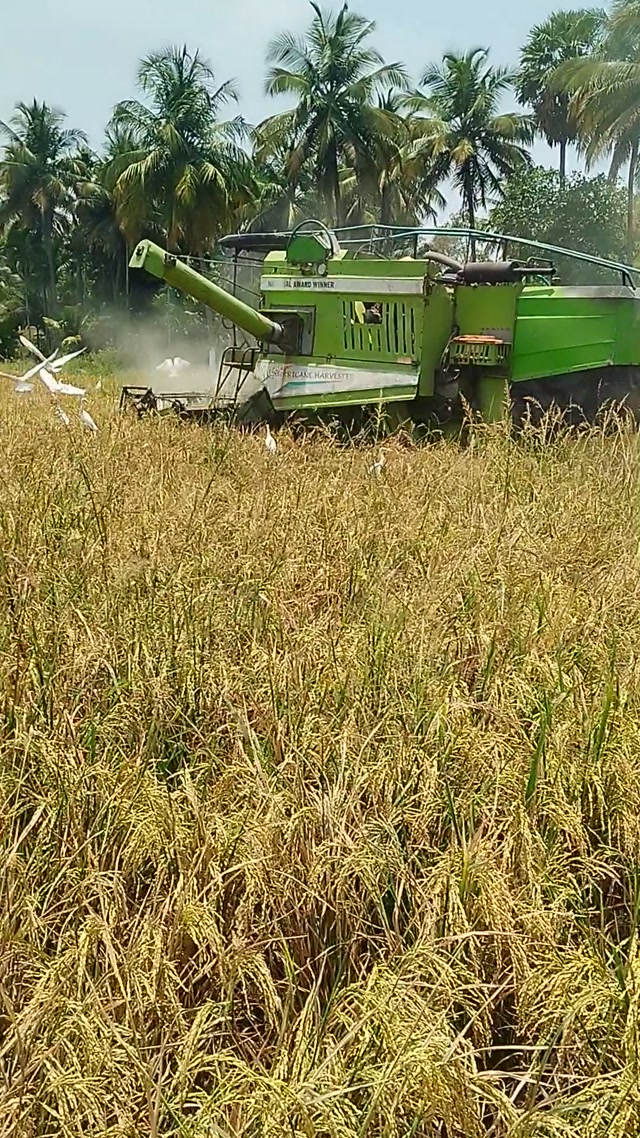 Paddy Harvesting 