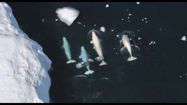 HOME (Trailer)