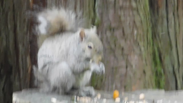 Curious and Lively Squirrels