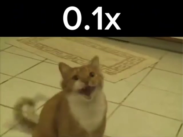  El video más corto del mundo en diferentes velocidades 