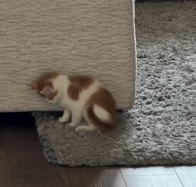Cat fun videos 