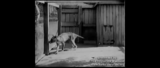 Top 3 Extinct Animals From Tasmania