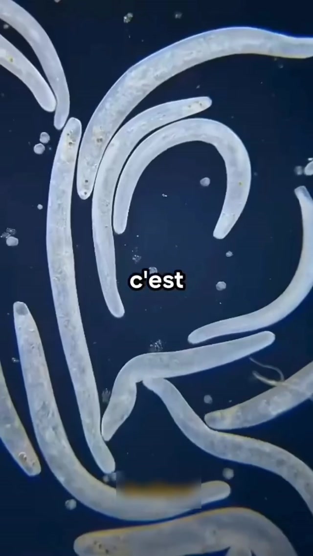 Contre les parasites utilisée depuis des siècles le clou de girofle