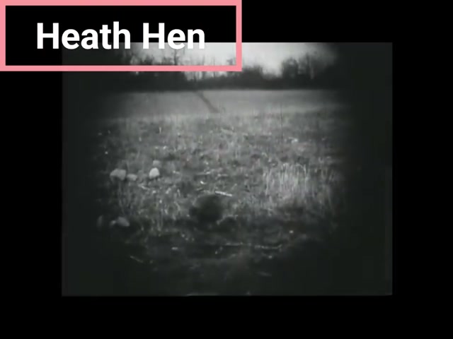 Top 9 Extinct Animals Caught On Footage