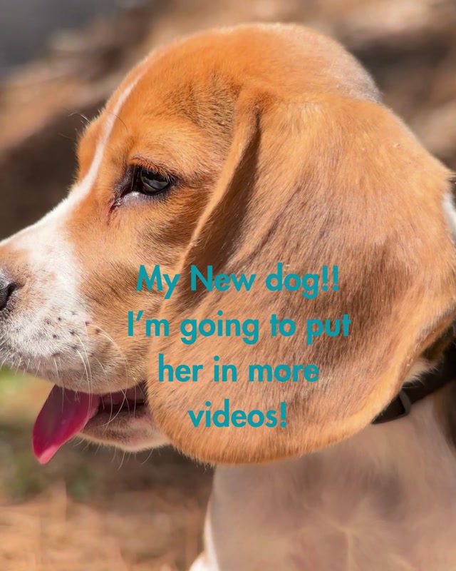 My New dog