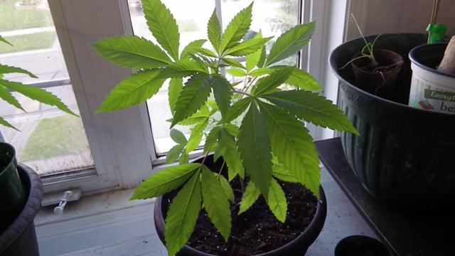 34 STREET BUBBA KUSH MARIJUANA SEEDS