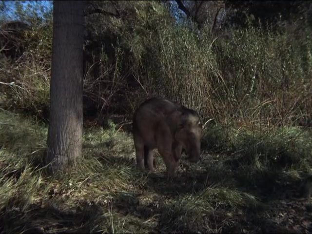 1966-01-11_Sa - Daktari Staffel 01 / Folge 01 - Elefantendiebe - Im D-TV 1969-01-11_Sa ab 17:45 Uhr