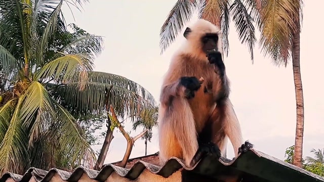 Intelligent and Playful Monkeys