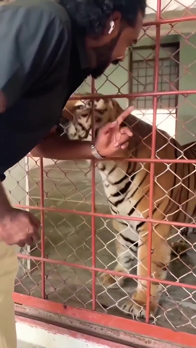 Aggressive Tigers