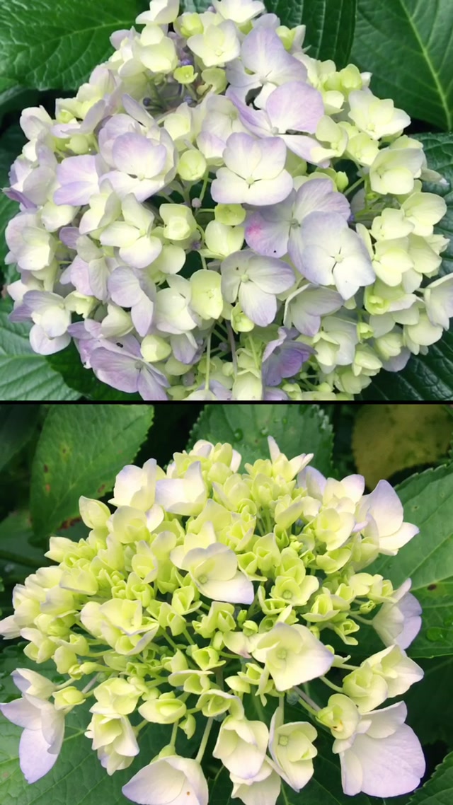 紫陽花