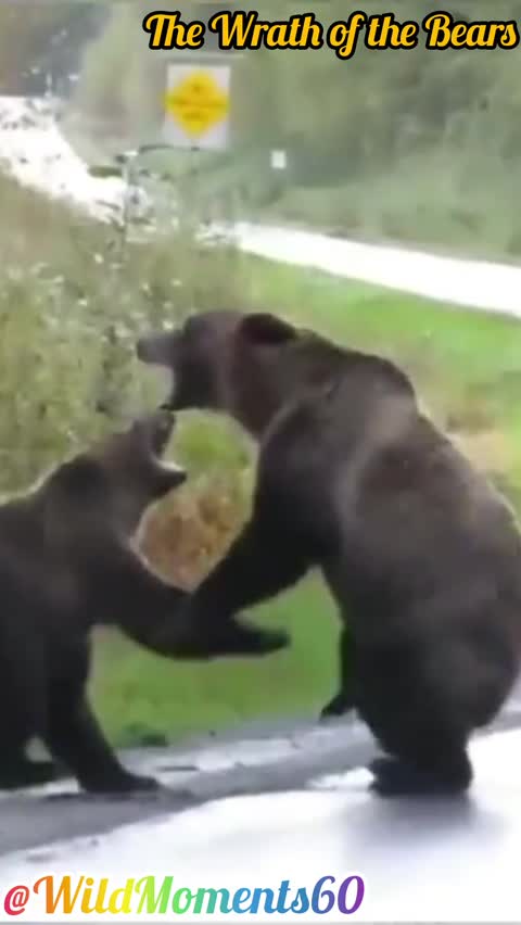Peaceful Life of Giant Bears in the Wild | Nature Documentary🐻‍❄️🐻‍❄️🐻‍❄️