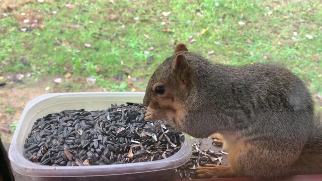 Energetic and Clever Squirrels