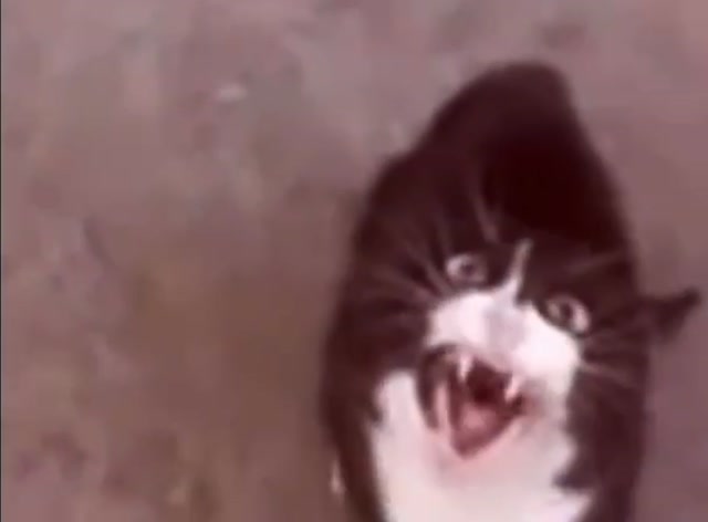 angry cat screaming, meme