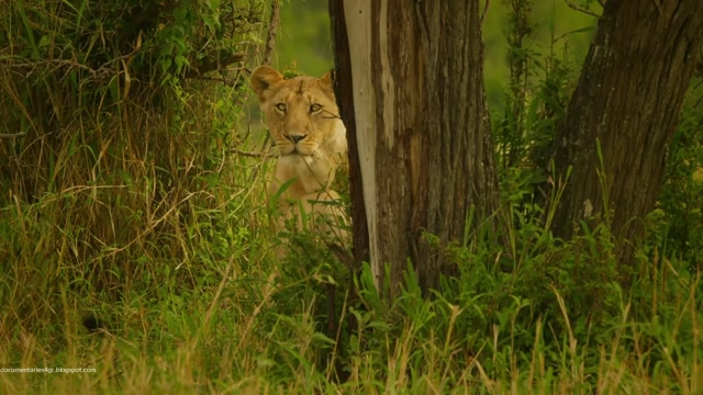 Serengeti - 01 06 Rebirth
