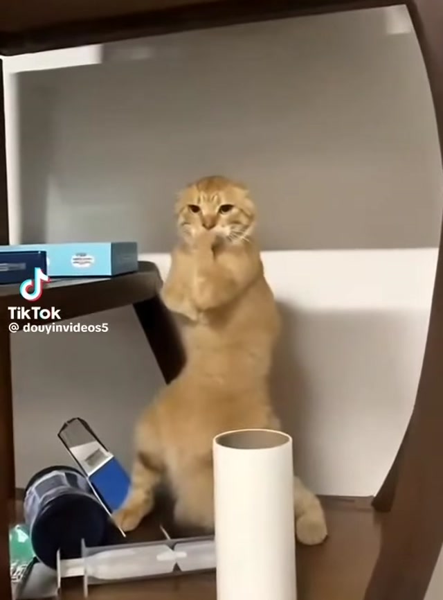 AI cat fights 