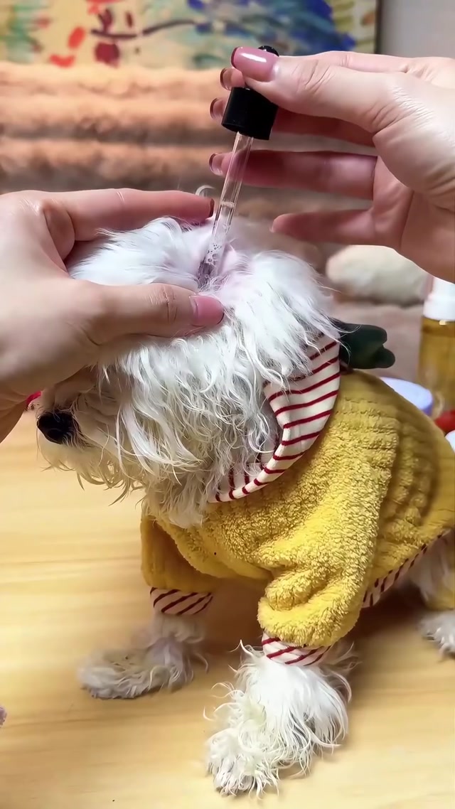 Cute Dog Grooming & Spa Day Transformation 🐶✨ | Satisfying Pet Care Video