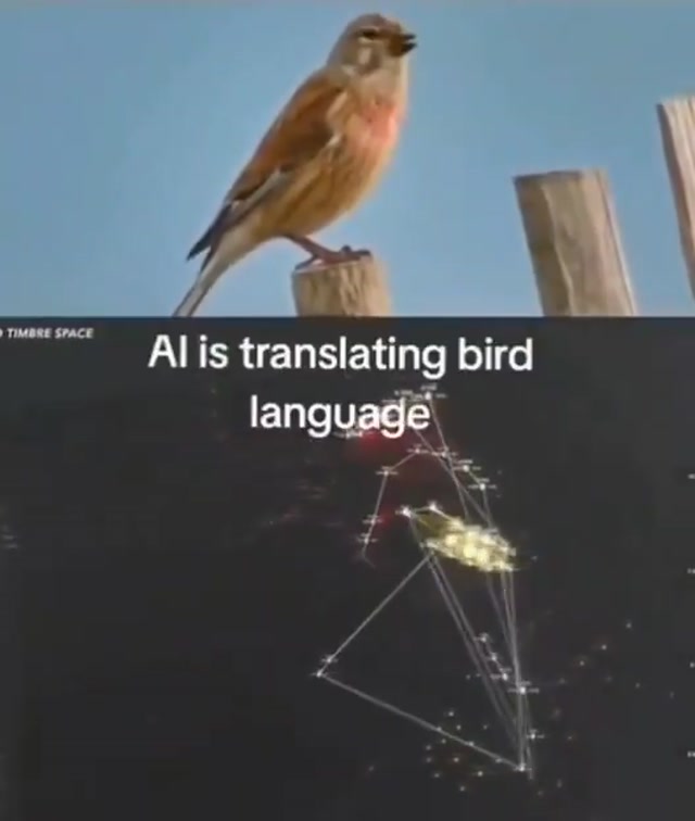 AI translating birdsong to learn what they are saying is just absolutely wild.