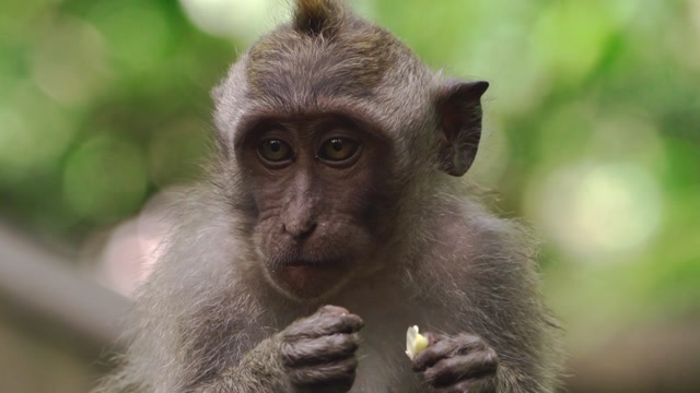 Intelligent and Social Monkeys