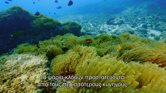 Άγρια, Παράξενα και Υπέροχα
