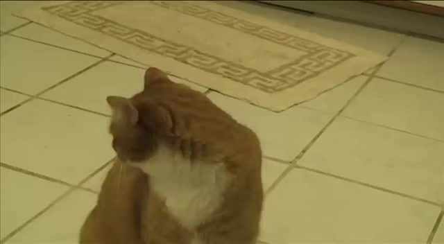 Video mas corto de mundo