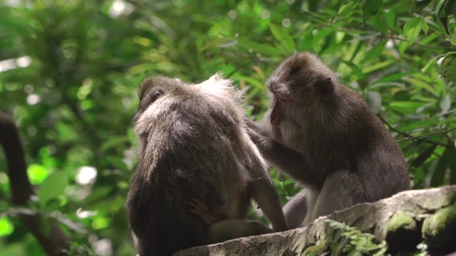 Playful and Intelligent Monkeys