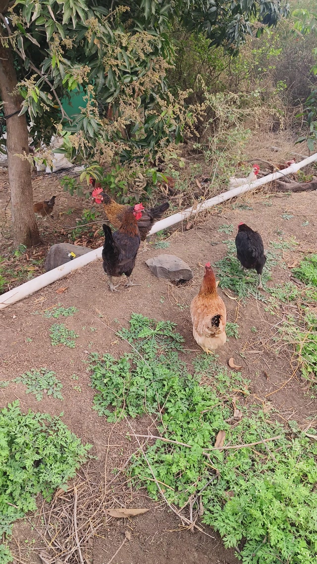 My country chicken 