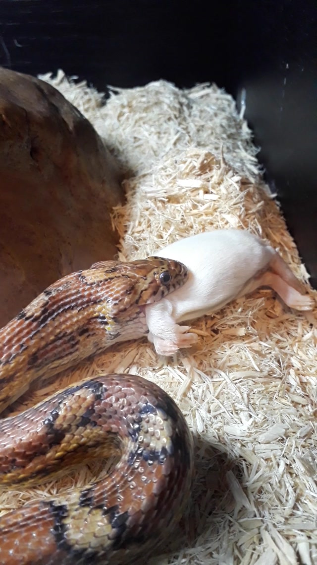 Snake eating A Rat - 29 Apr 2019