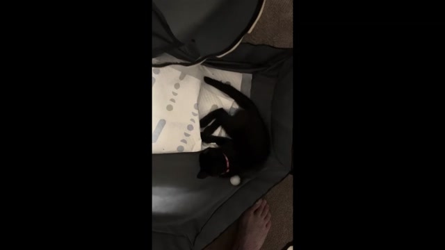 Kitten Playing