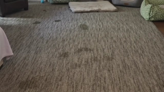 Professional Carpet Cleaning in Concord, CA | Before & After Transformation