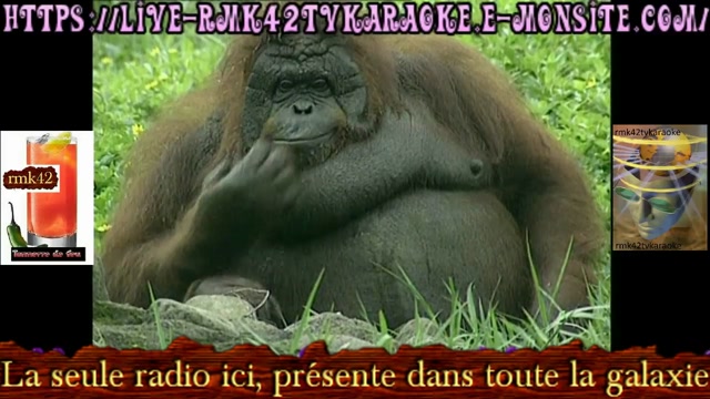 Les animaux ont-ils vraiment des choses à nous dire    clip 2025 rmk42tvkaraoke