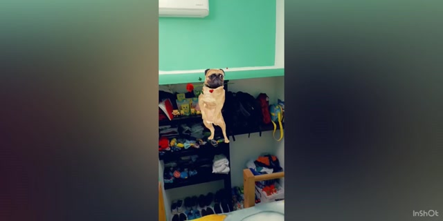 PUG se emociona y baila en su cuarto nuevo - SnapchatFiltros 15/04/2024 9:01 PM