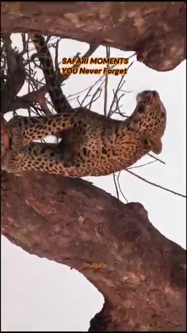 Tanzania Safari Tours 2026 - Best Big Five & Great Migration Adventures