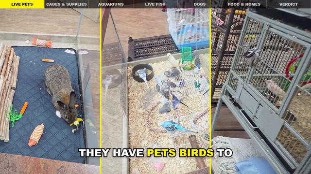 Petland Calgary Store Tour 🇨🇦 | Inside Sunridge Pet Store – Pet Food, Animals & Supplies!