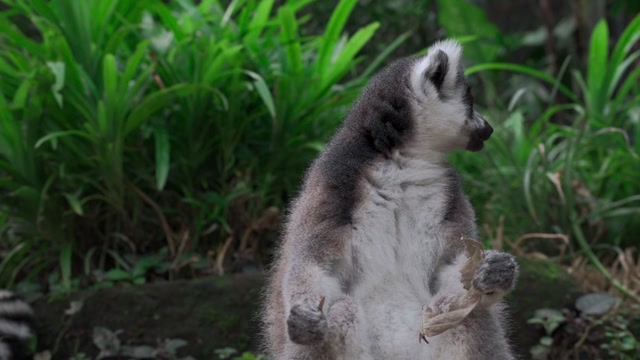 Curious and Social Monkeys