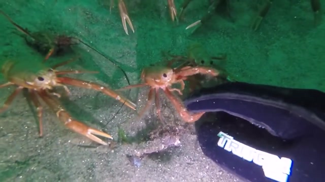 Spy Crabs Investigating Hand irl gPDCm0x1qVk