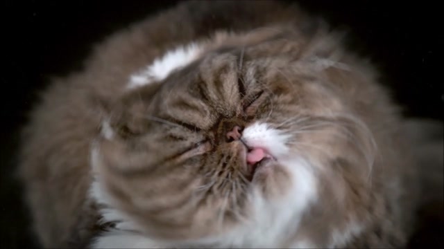 -Lucio Battisti - Maledetto Gatto-