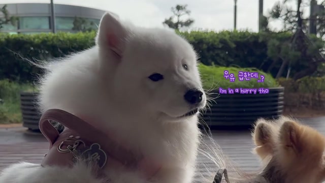 Do We HAVE TO Go for a Walk in This Weather_(1080P_HD)