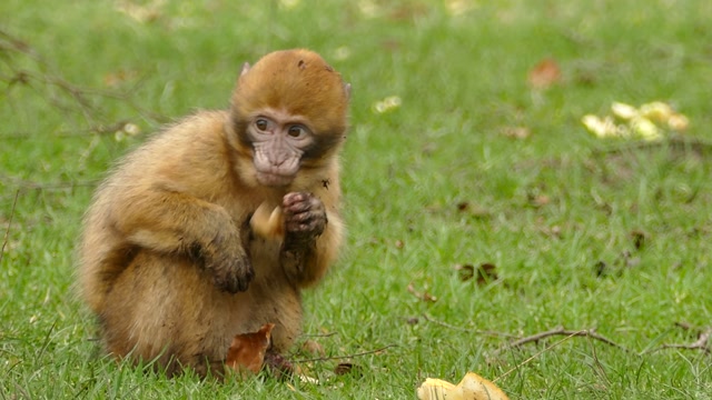 Curious and Playful Monkeys