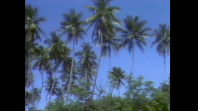 Laid Back - Sunshine Reggae