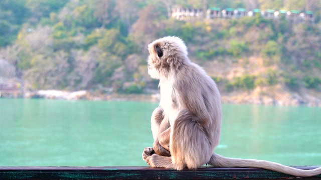 Playful and Curious Monkeys